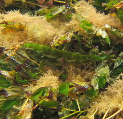 Heteroscarus acroptilus