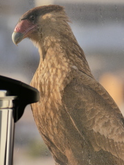 Caracara plancus