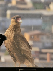 Caracara plancus