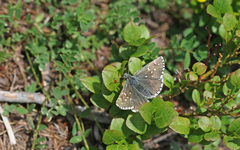 Pyrgus cacaliae