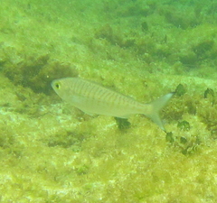 Arripis georgiana