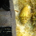 Conus doreensis - Photo (c) tangatawhenua, some rights reserved (CC BY-NC), uploaded by tangatawhenua