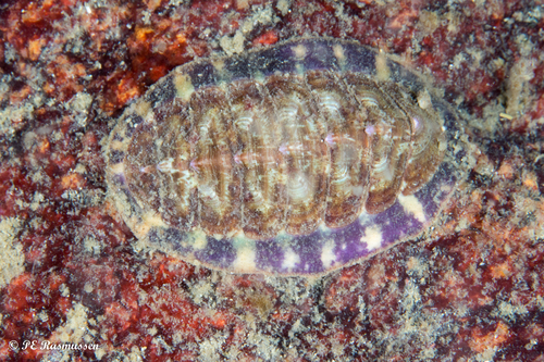 Mottled Red Chiton