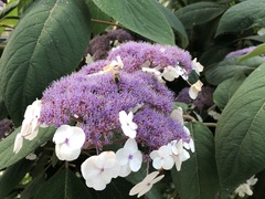 Hydrangea