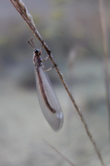 Myrmeleon formicarius