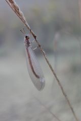 Myrmeleon formicarius