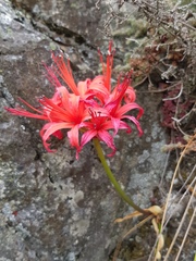 Nerine sarniensis