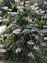 Hydrangea