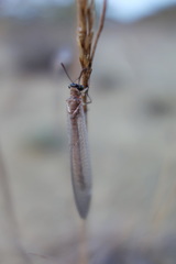 Myrmeleon formicarius