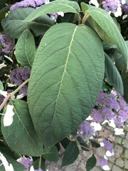 Hydrangea