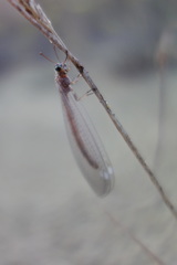 Myrmeleon formicarius