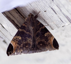 Pindara illibata
