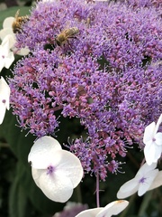 Hydrangea