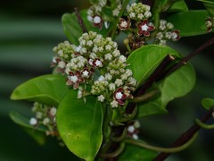 Cynanchum lanhsuense