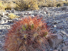 Maihueniopsis camachoi