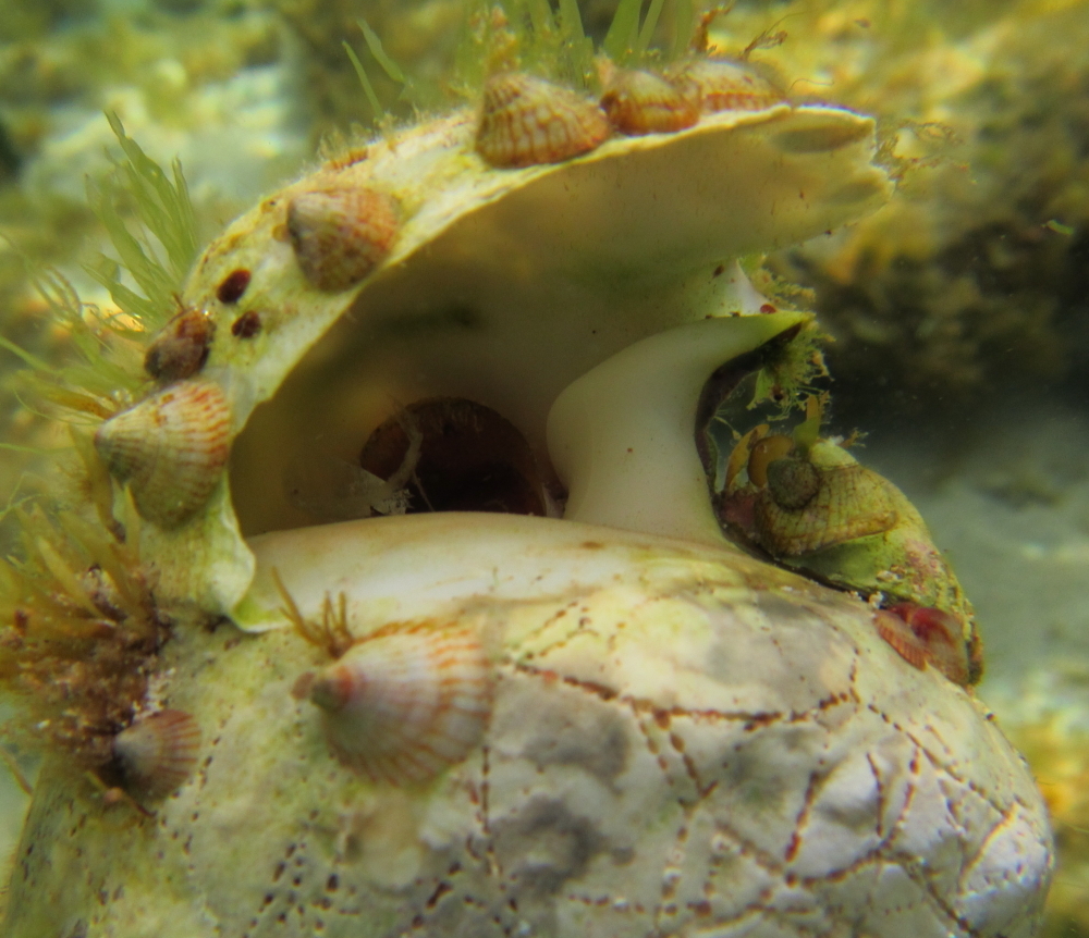 Campaniloidea