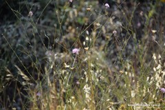 Mantisalca salmantica