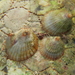 Hoof Snails - Photo (c) tangatawhenua, some rights reserved (CC BY-NC), uploaded by tangatawhenua
