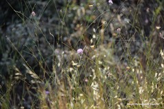 Mantisalca salmantica