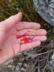 Gladiolus nerineoides