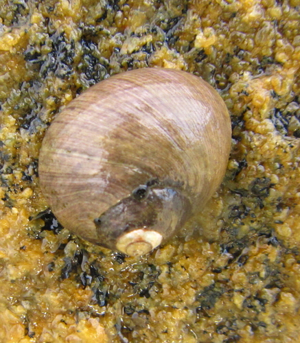 Austrocochlea rudis