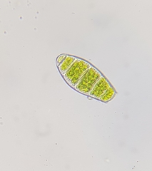 Zygodon rupestris