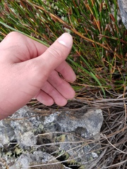 Gladiolus nerineoides