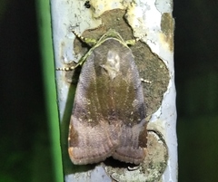 Noctua janthina