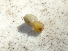 Curicaberis culiacan