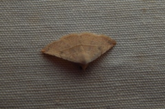 Eublemma gayneri