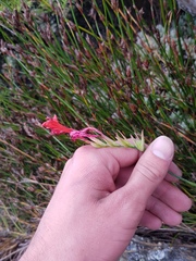Gladiolus nerineoides