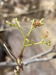 Jatropha spicata