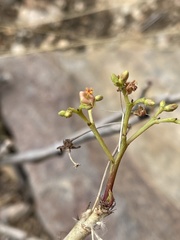Jatropha spicata