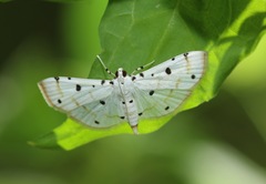 Pycnarmon