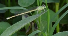 Paracercion hieroglyphicum