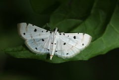 Pycnarmon