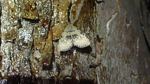 Toothed Idia Moth photo 3
