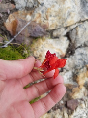 Gladiolus nerineoides