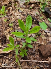 Talinum fruticosum