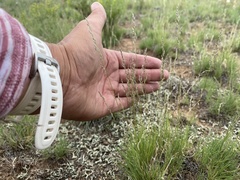 Muhlenbergia montana