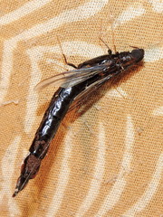Atractocerus brasiliensis