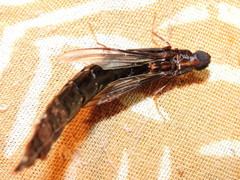 Atractocerus brasiliensis