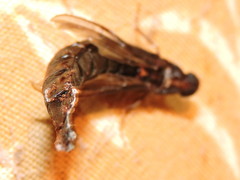 Atractocerus brasiliensis