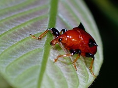 Lamprolabus bispinosus