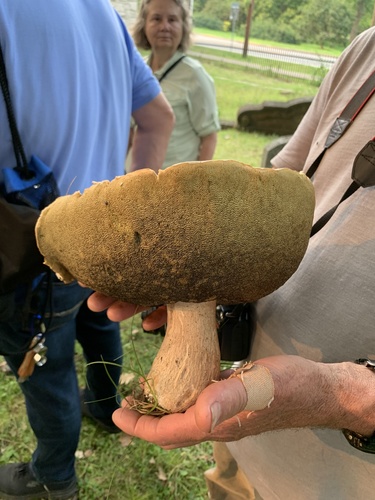 Boletus variipes