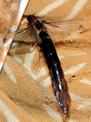 Atractocerus brasiliensis