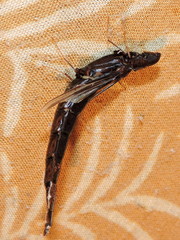 Atractocerus brasiliensis