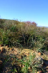 Chamarea