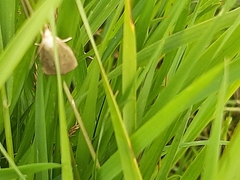 Rivula sericealis
