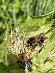 Bombus pascuorum